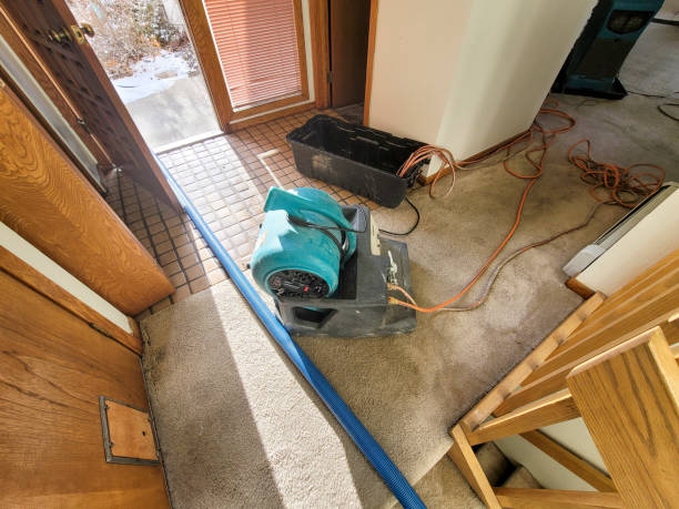 Best Basement water damage restoration  in Norris City, IL