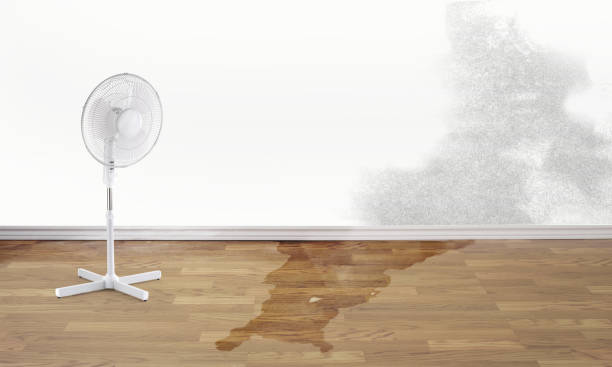 Best Water damage restoration company  in Norris City, IL