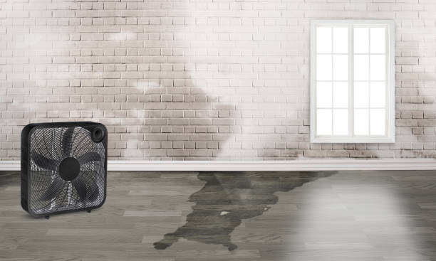 Best Professional water damage repair  in Norris City, IL